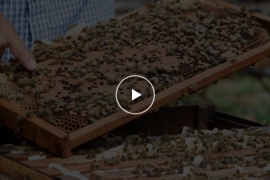 Quy trình sản xuất mật ong