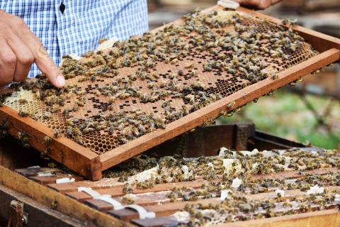Quy trình sản xuất mật ong Beehoney