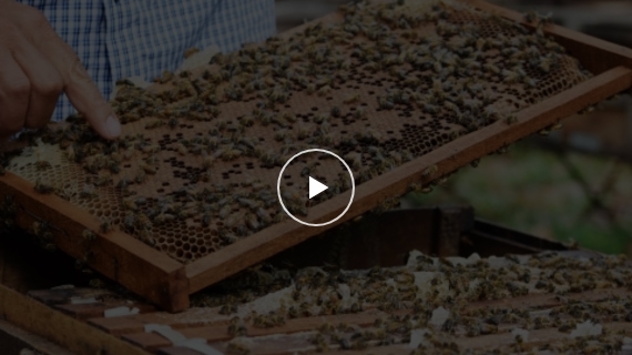 Quy trình sản xuất mật ong