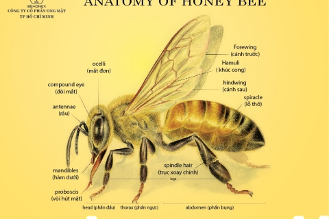 Anatomy of honey bee