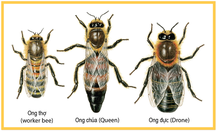 Các Loài Ong Ở Việt Nam