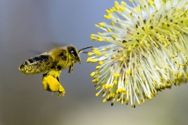 Nếu ong tuyệt chủng, cả thế giới sẽ bị đói