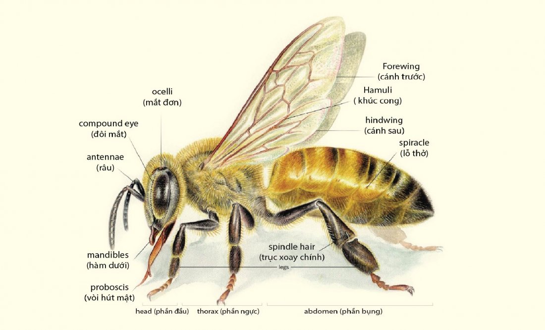 Anatomy-of-a-honey-bee